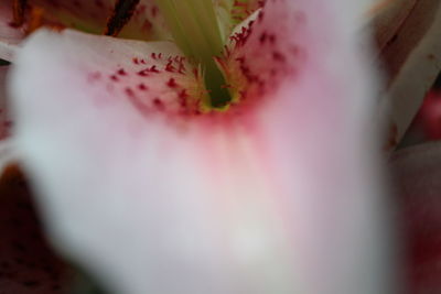 Close-up of fresh pink flower