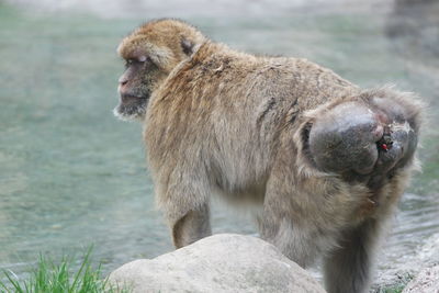 Rear view of monkey standing next to river