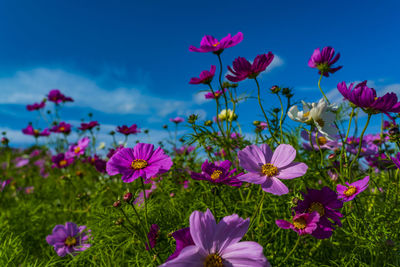 Awaji hanajiji cosmos field