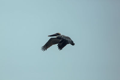 Low angle view of pelican against clear sky