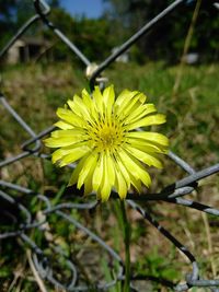 Close-up of yellow flower blooming outdoors