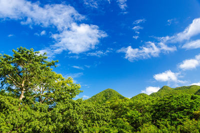 Low angle view of fresh green trees against blue sky