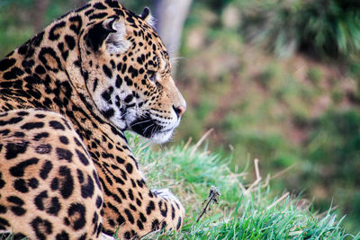 Close-up of leopard on grass