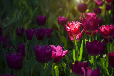 Close-up of pink tulips on field