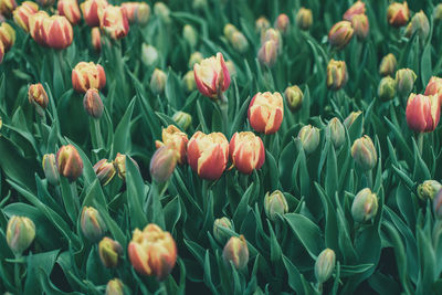Close-up of tulips blooming outdoors