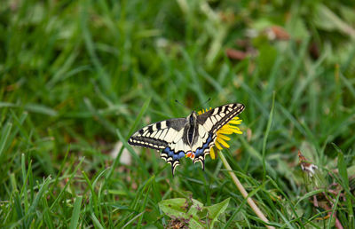 Butterfly on flower