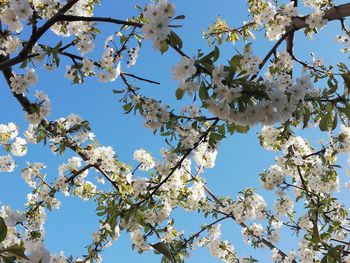 Low angle view of cherry blossoms in spring