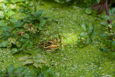 Close-up of frog on plant