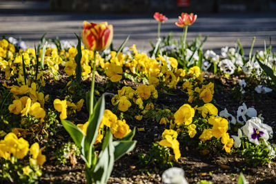 Close-up of yellow flowering plants on field