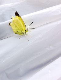 Close-up of butterfly perching on leaf