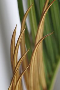 Close-up of fresh green plant