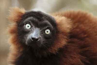 Close-up portrait of an animal