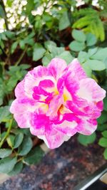 Close-up of pink flower blooming outdoors