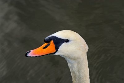 Close-up of swan