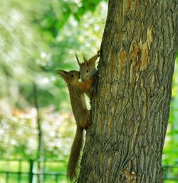 Squirrel on tree trunk