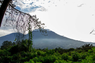 Scenic view of tree mountains against sky