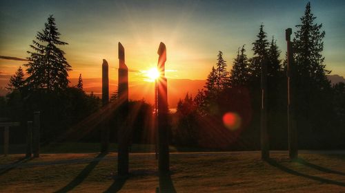 Silhouette of tree trunks and trees during sunset