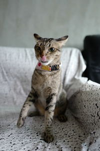 Portrait of cat sitting on floor