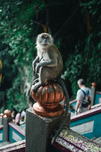 Monkey against trees