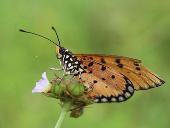 Close-up of butterfly pollinating flower