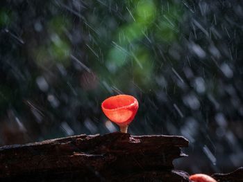 Close-up of wet red berries on plant during rainy season