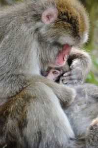 Close-up of little monkey and his mother at  the iwatayama monkey park - arashiyama - kyoto - japan