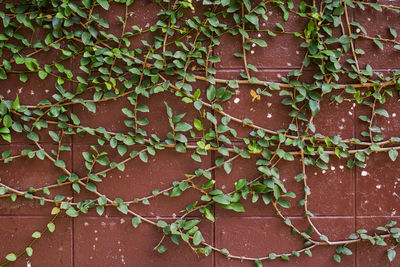 Close-up of ivy on wall