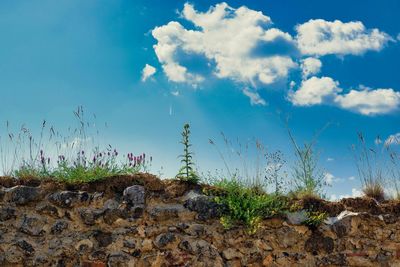 Plants growing on field against sky