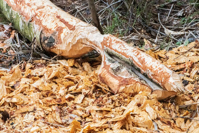 High angle view of tree trunk in forest