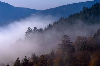 Trees in forest against sky during foggy weather