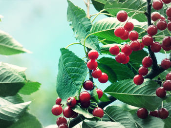 Close-up of fruit growing on tree