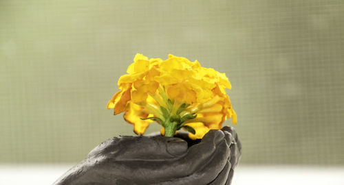 Close-up of yellow flower bouquet