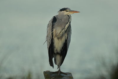 Close-up of bird perching on wooden post