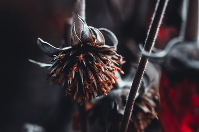 Close-up of dried plant