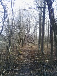 Bare trees in forest