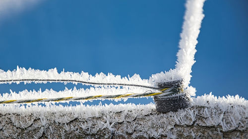 Close-up of frozen plants against blue sky