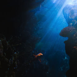 Low angle view of fish swimming in sea