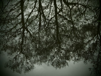 Low angle view of bare trees against sky