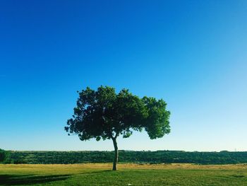 Tree on field against clear blue sky