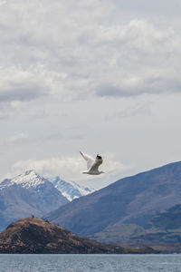 Seagull flying over mountain against sky