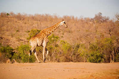 Side view of giraffe on landscape