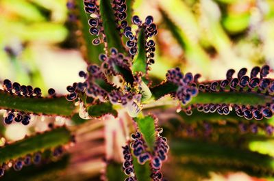 Close-up of plant leaves