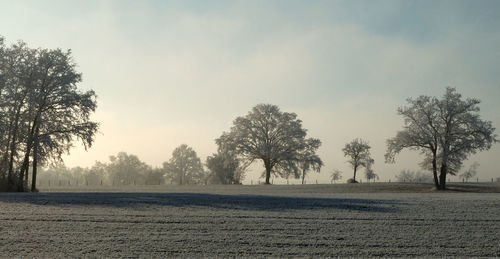 Trees on landscape against sky