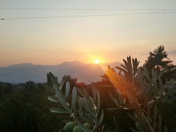 Close-up of plants at sunset