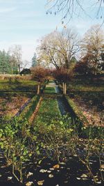 Trees growing in field