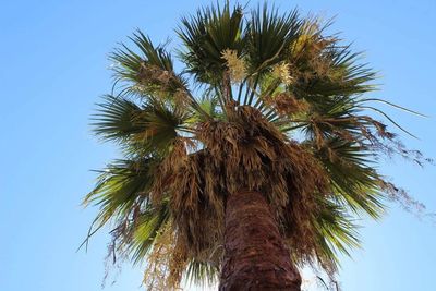 Low angle view of palm tree against clear blue sky