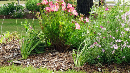 Flowering plants growing on field