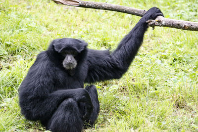 Siamang baboon in zoo