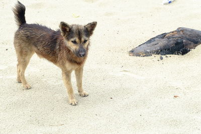 High angle view of wet dog standing on sand at beach