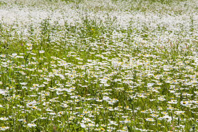 View of flowering plants on land